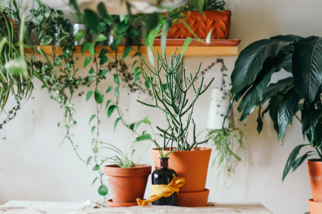 plant-shop-seed-atlanta